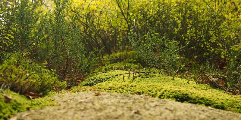 得贤招聘:背调服务与人才信用体系如何重塑求职招聘新生态?